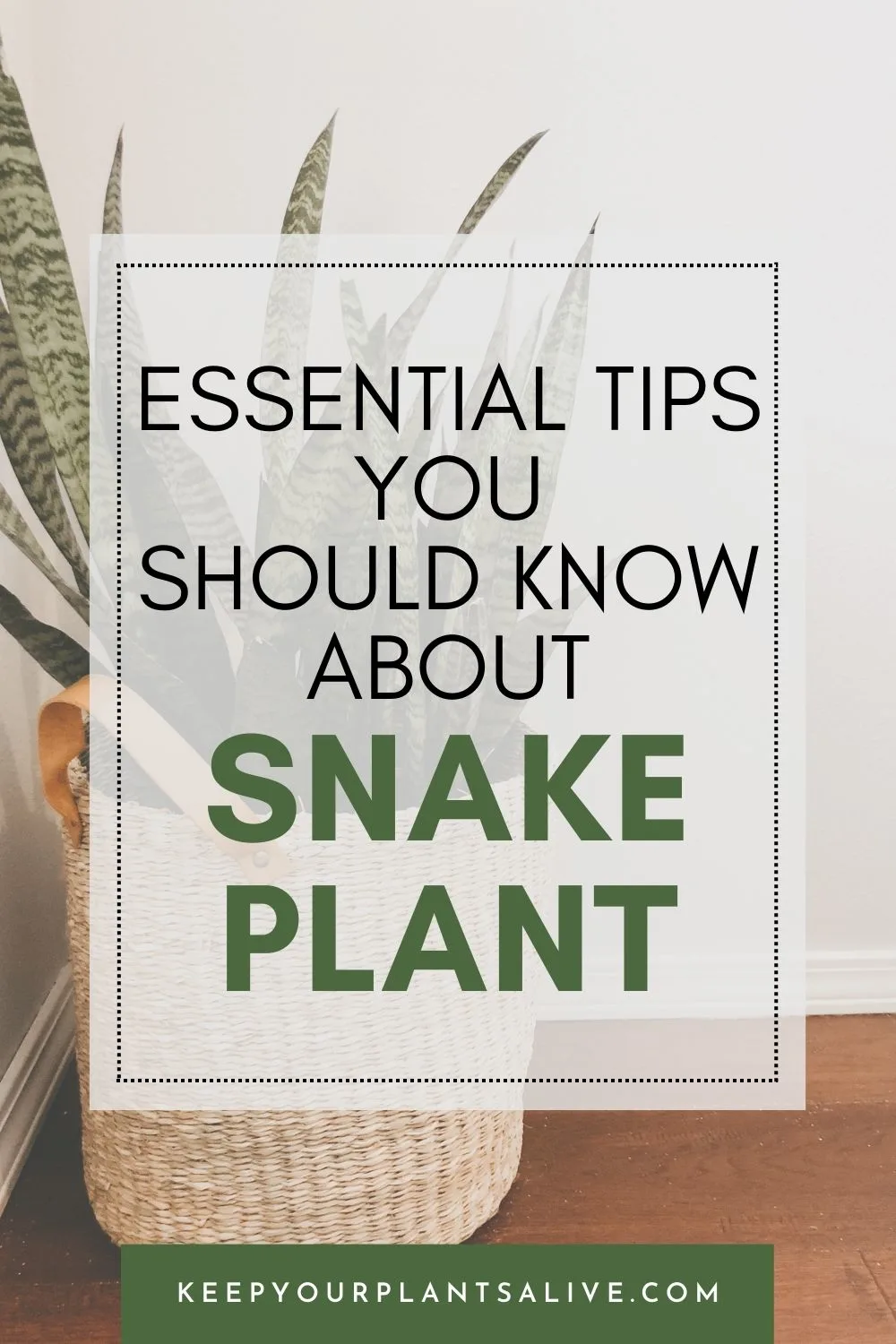 things to know about snake plant