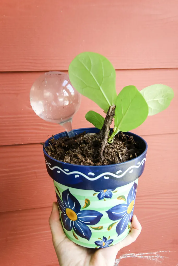 self watering plant bulb