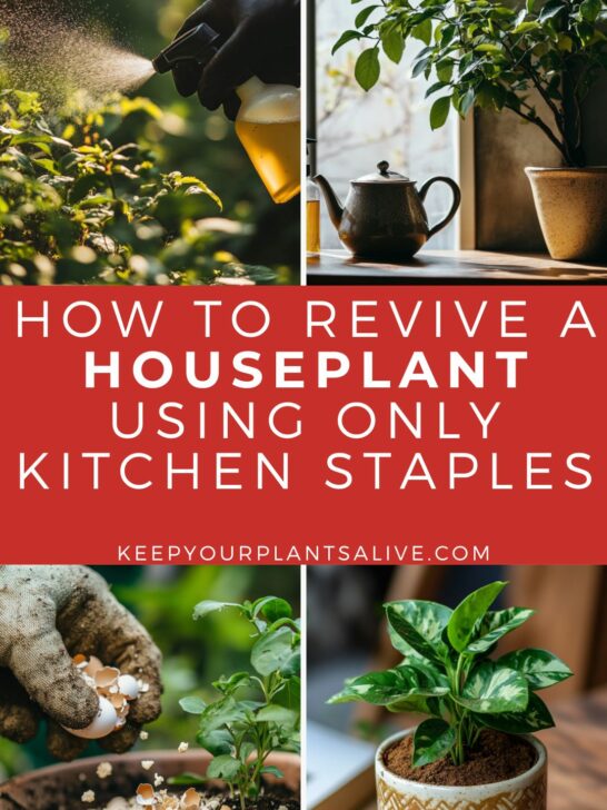 how to revive plants using kitchen staples