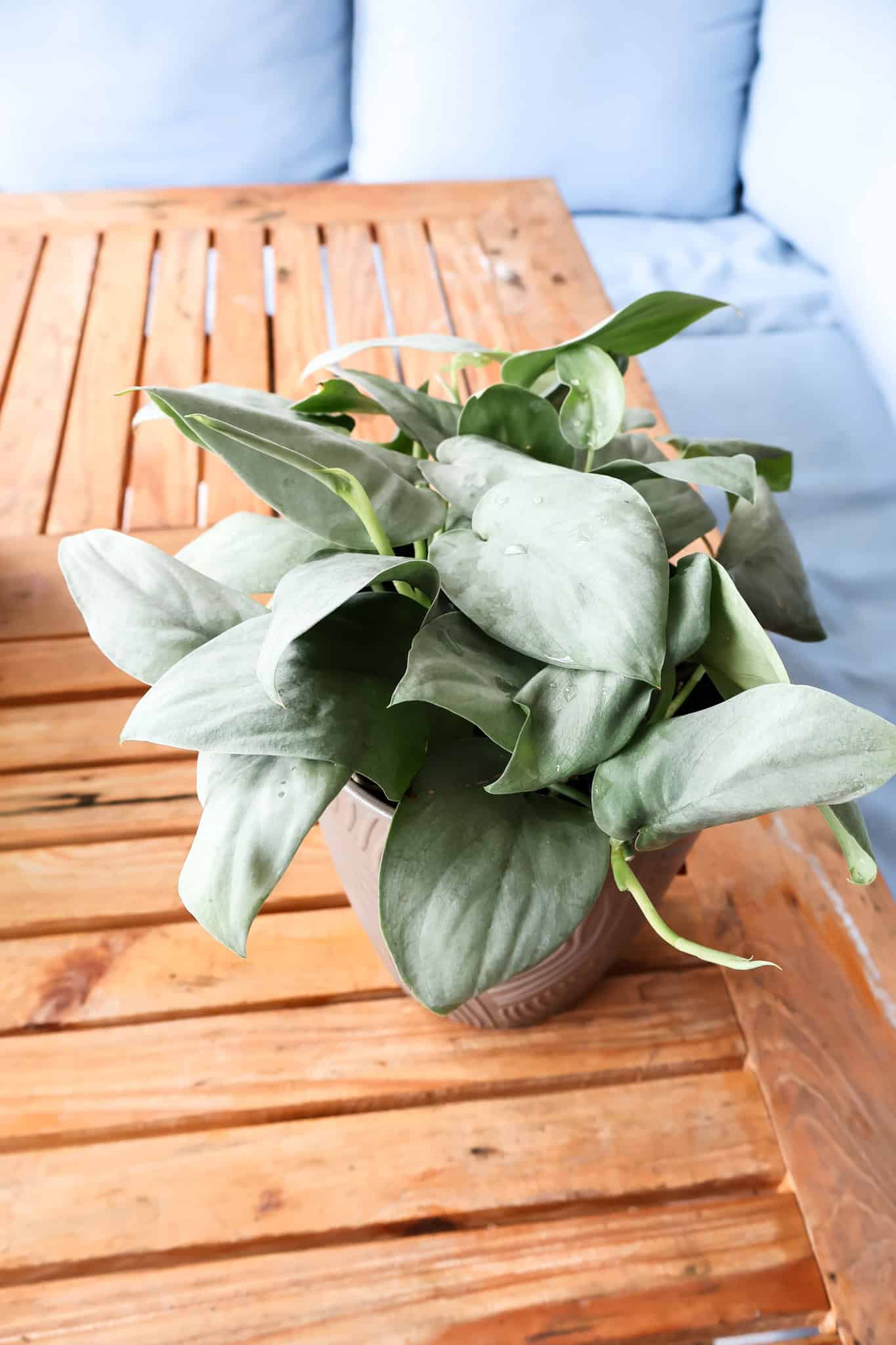 Scindapsus 'Java Platinum' care guide