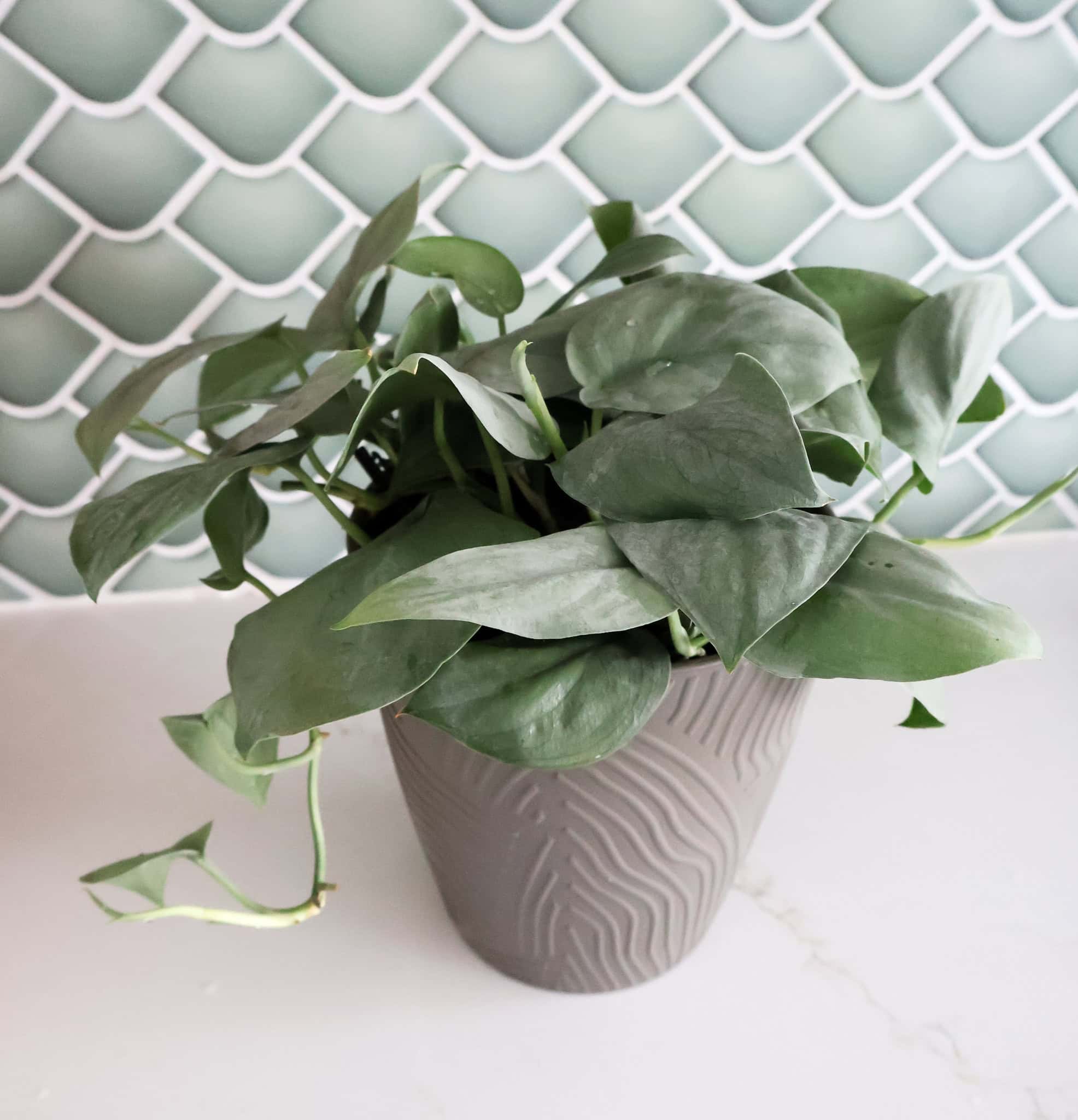 Scindapsus 'Java Platinum' care guide