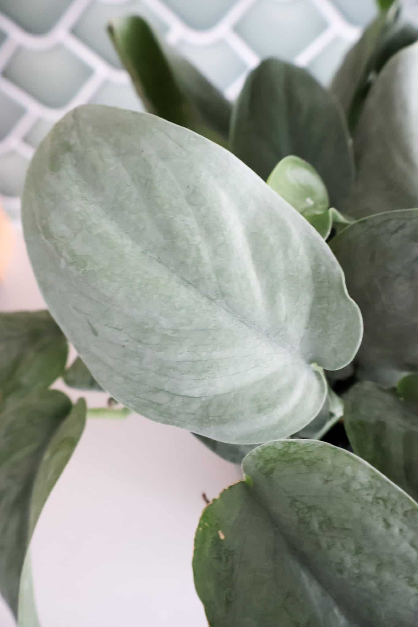 Scindapsus 'Java Platinum' care guide