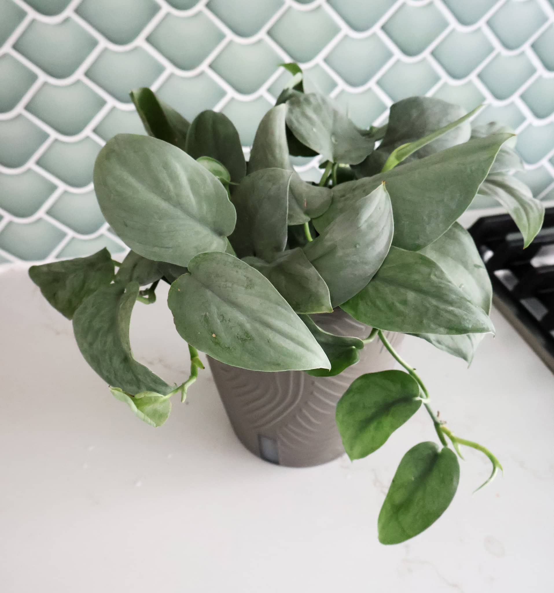 Scindapsus 'Java Platinum' care guide