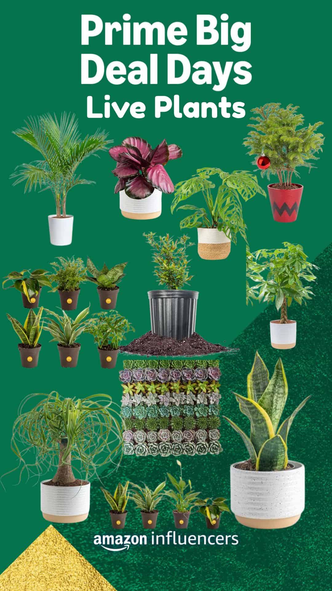 Live Plants Prime Day Finds
