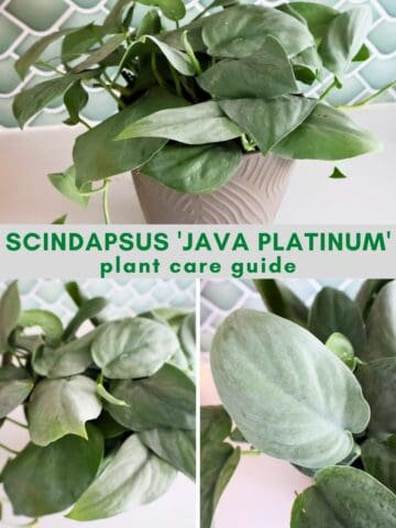 Scindapsus 'Java Platinum' plant care guide