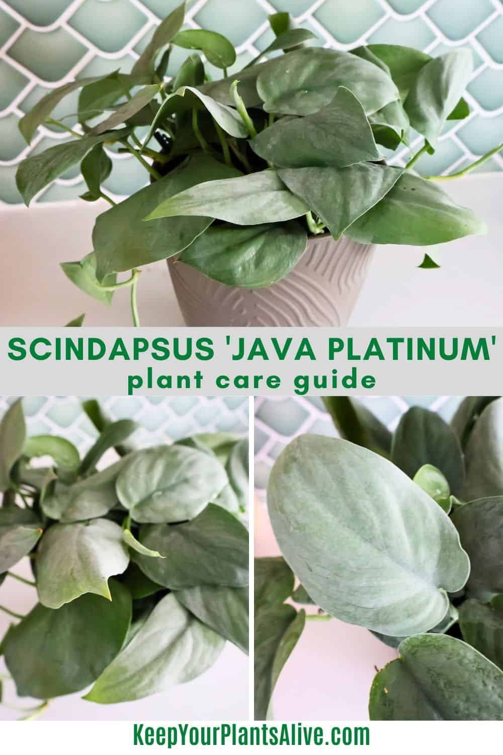 Scindapsus 'Java Platinum' plant care guide